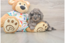 Popular Mini Goldendoodle Poodle Mix Pup