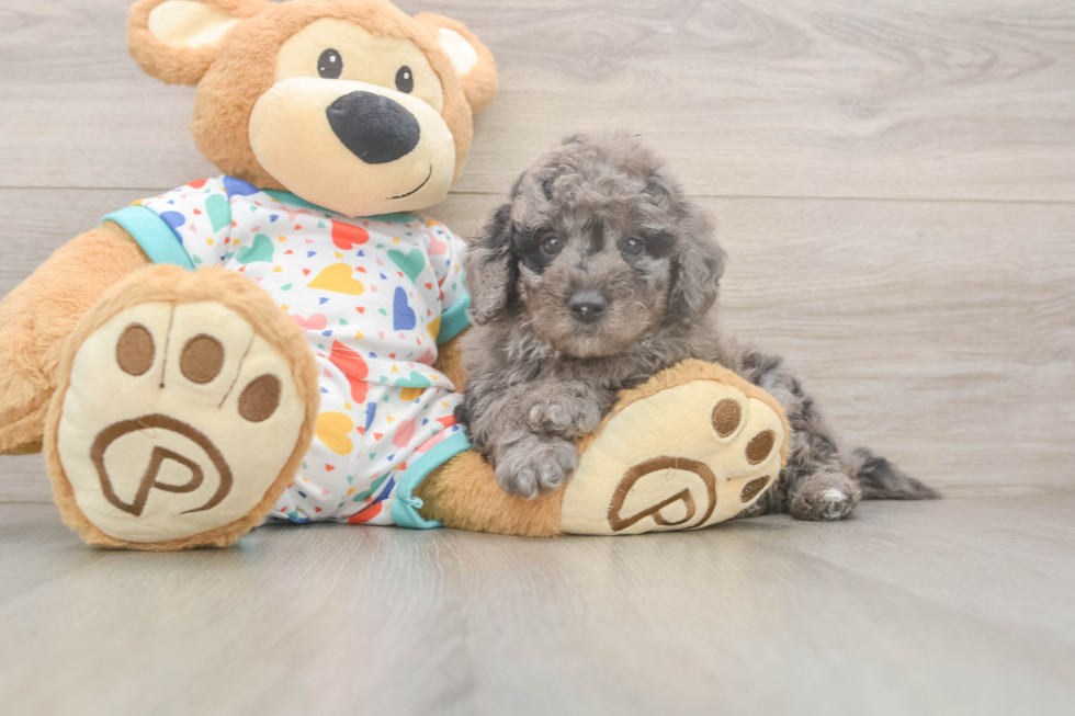 Popular Mini Goldendoodle Poodle Mix Pup