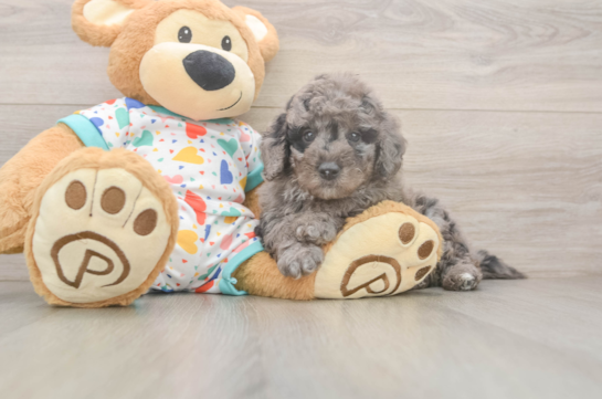 Popular Mini Goldendoodle Poodle Mix Pup