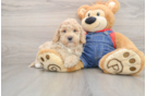 Sweet Mini Goldendoodle Baby