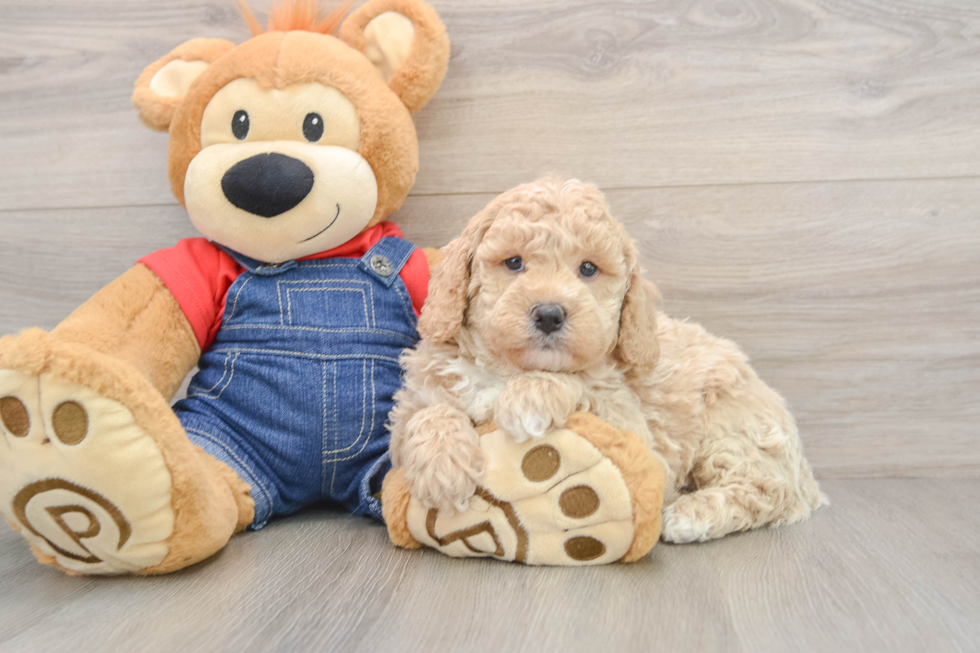 Popular Mini Goldendoodle Poodle Mix Pup