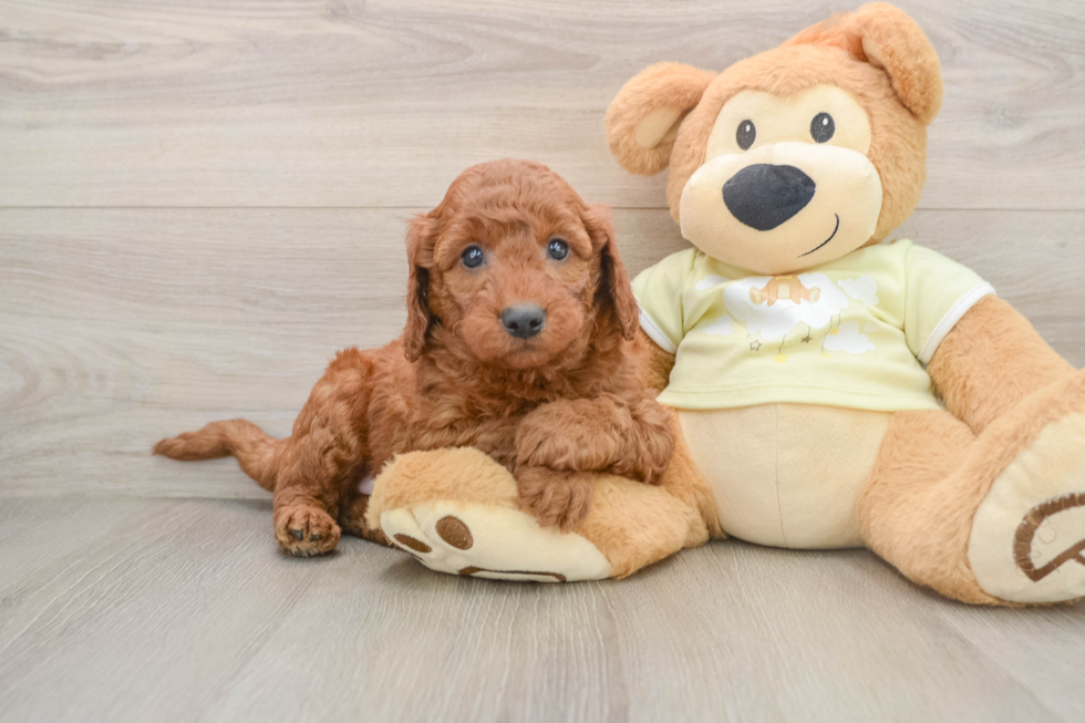 Mini Goldendoodle Pup Being Cute