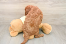 Sweet Mini Goldendoodle Baby