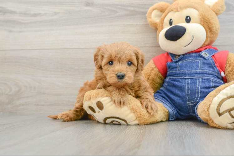 Best Mini Goldendoodle Baby