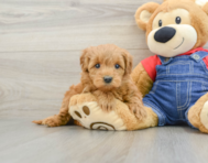 8 week old Mini Goldendoodle Puppy For Sale - Pilesgrove Pups