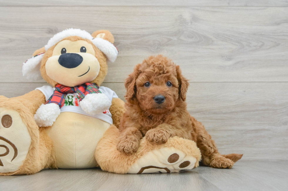 5 week old Mini Goldendoodle Puppy For Sale - Pilesgrove Pups