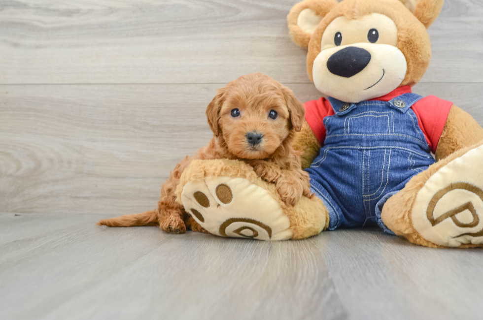 6 week old Mini Goldendoodle Puppy For Sale - Pilesgrove Pups