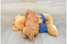 Mini Goldendoodle Puppy for Adoption