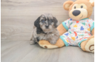 Best Mini Goldendoodle Baby