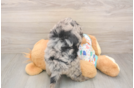 Best Mini Goldendoodle Baby
