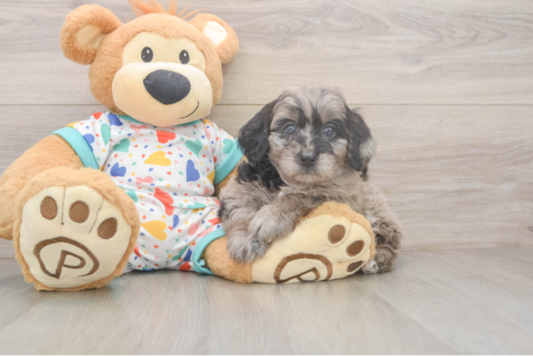 Fluffy Mini Goldendoodle Poodle Mix Pup