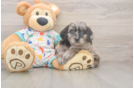 Fluffy Mini Goldendoodle Poodle Mix Pup