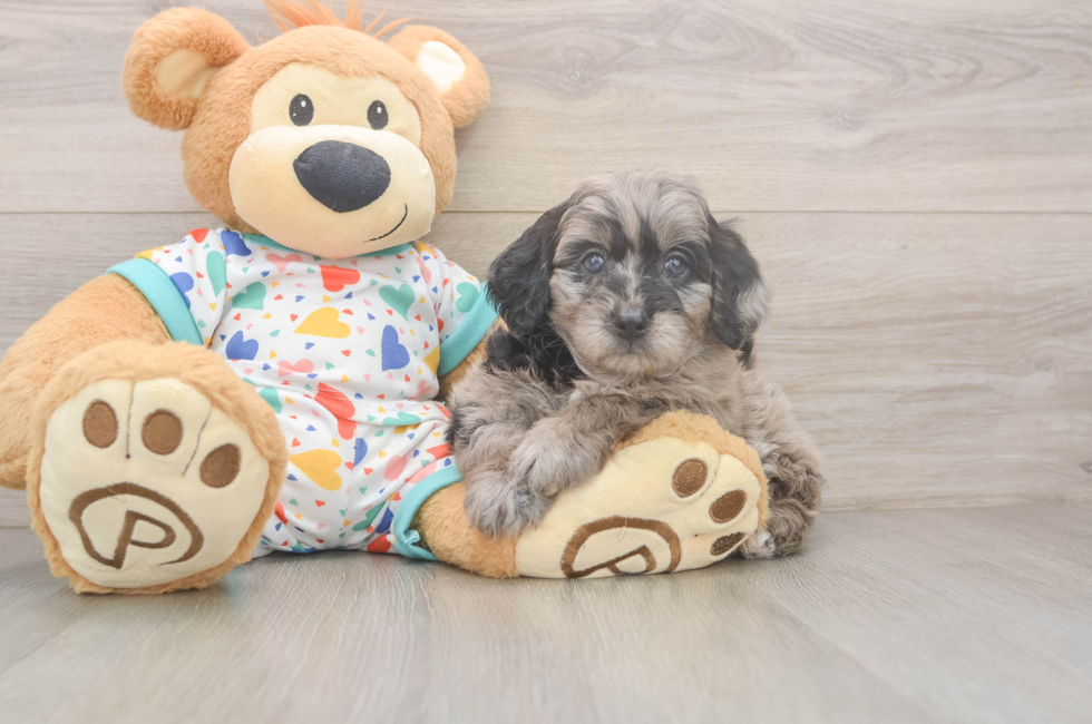 5 week old Mini Goldendoodle Puppy For Sale - Pilesgrove Pups