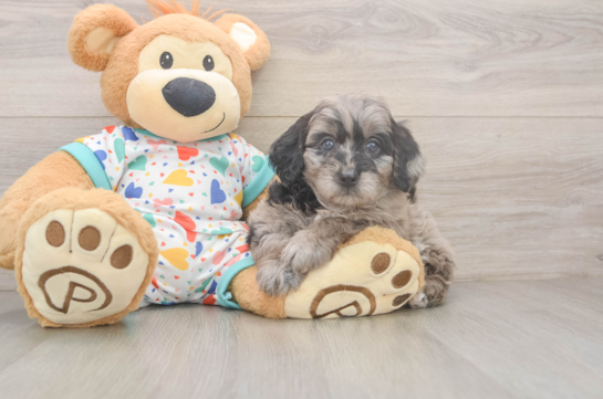 Fluffy Mini Goldendoodle Poodle Mix Pup