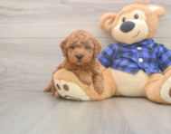7 week old Mini Goldendoodle Puppy For Sale - Pilesgrove Pups