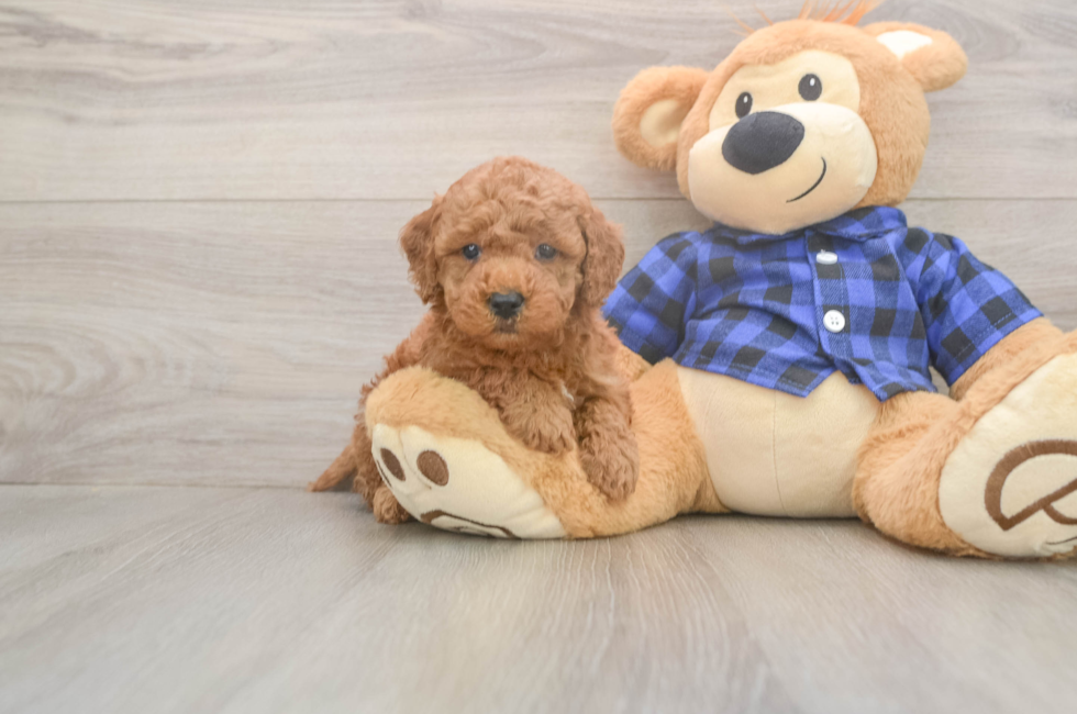 6 week old Mini Goldendoodle Puppy For Sale - Pilesgrove Pups