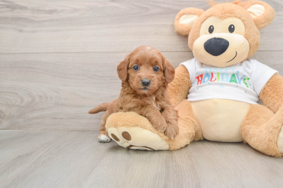 6 week old Mini Goldendoodle Puppy For Sale - Pilesgrove Pups