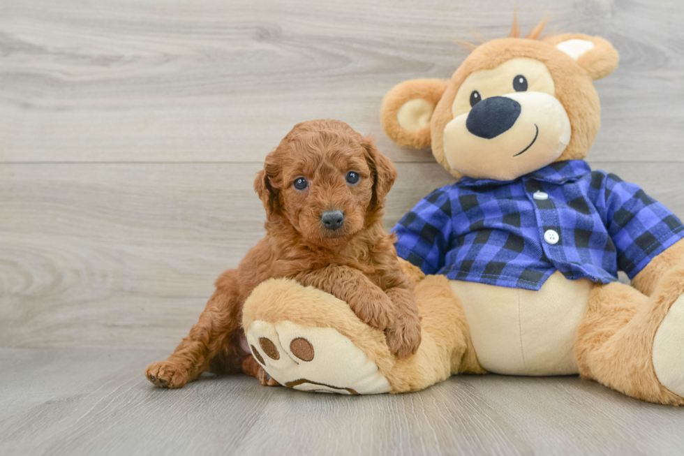 Popular Mini Goldendoodle Poodle Mix Pup