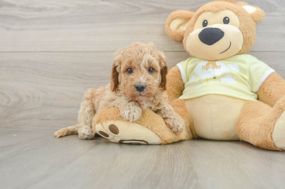 5 week old Mini Goldendoodle Puppy For Sale - Pilesgrove Pups