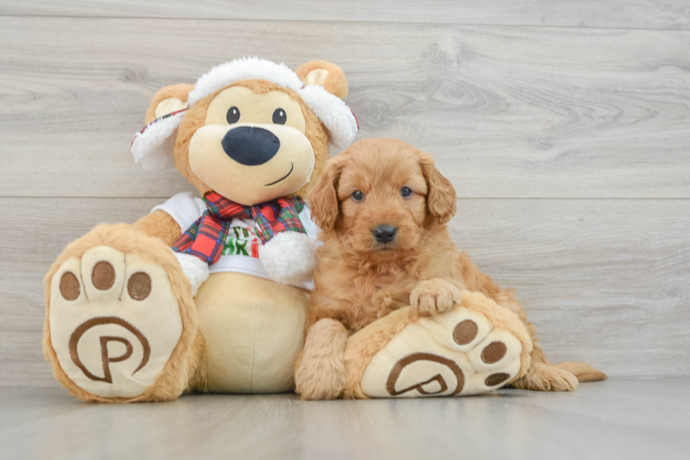 Popular Mini Goldendoodle Poodle Mix Pup