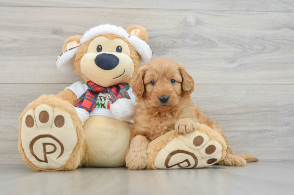 5 week old Mini Goldendoodle Puppy For Sale - Pilesgrove Pups