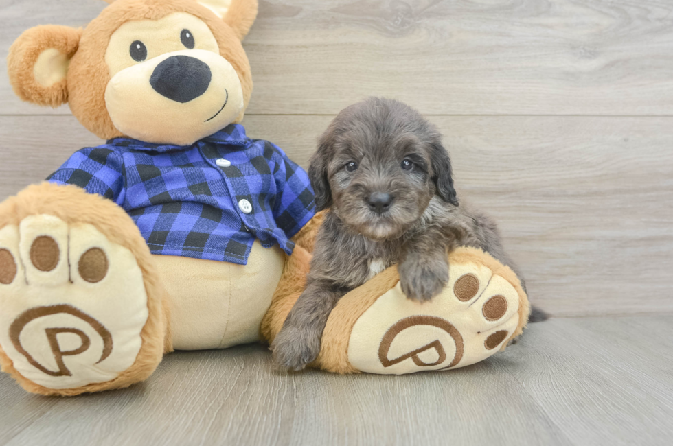 5 week old Mini Goldendoodle Puppy For Sale - Pilesgrove Pups