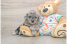 Happy Mini Goldendoodle Baby