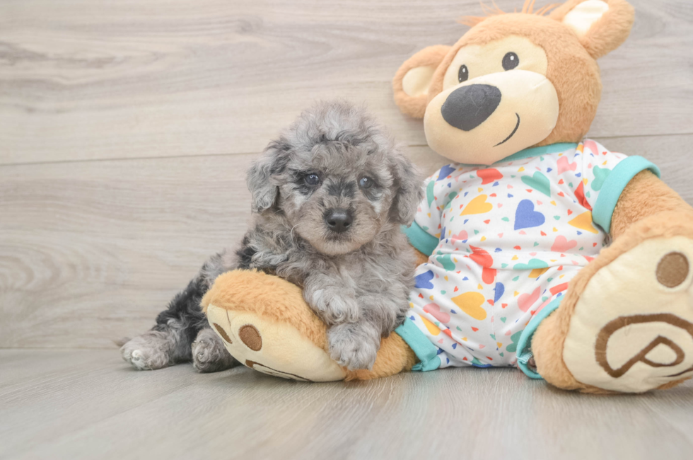 5 week old Mini Goldendoodle Puppy For Sale - Pilesgrove Pups