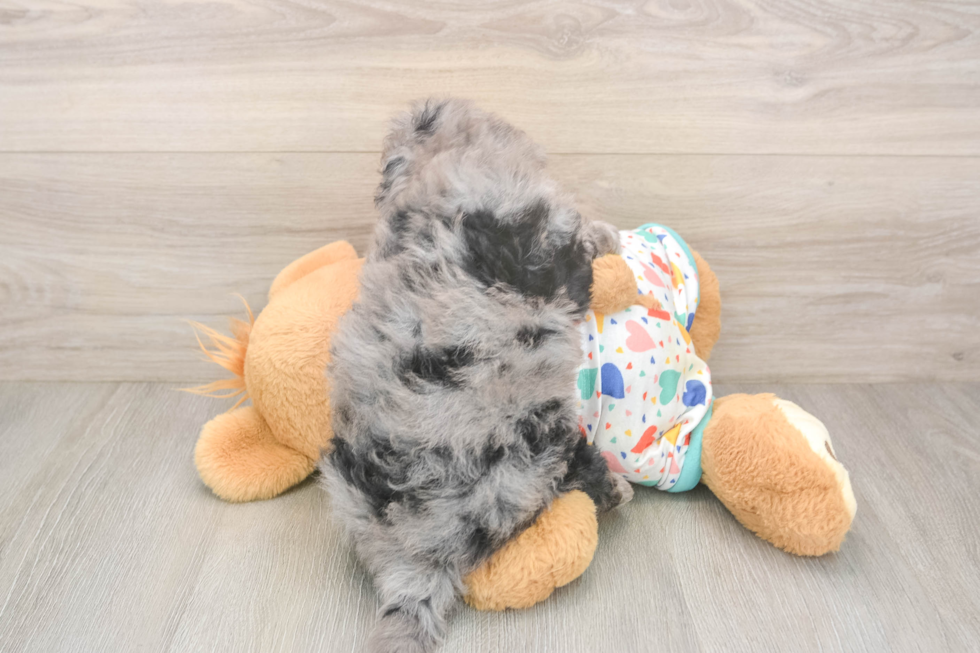 Mini Goldendoodle Pup Being Cute