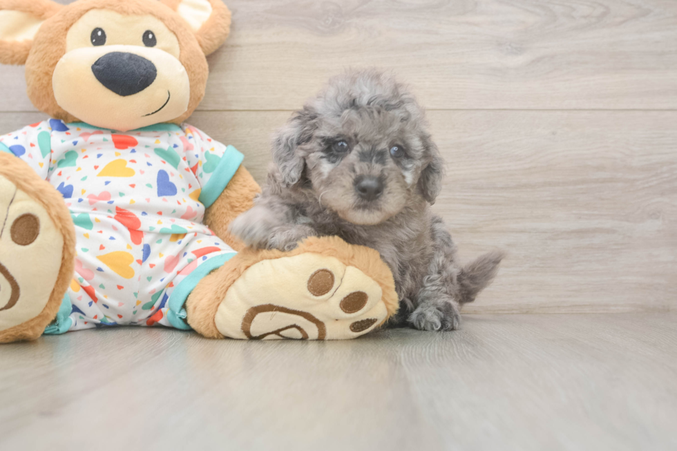 Mini Goldendoodle Puppy for Adoption