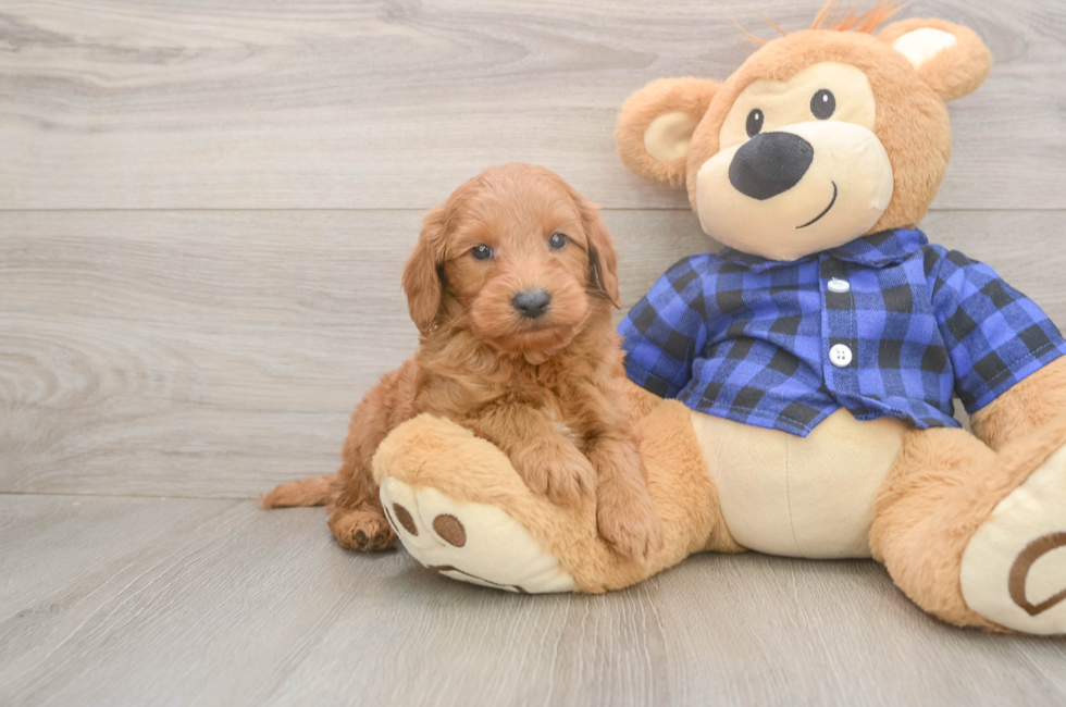 6 week old Mini Goldendoodle Puppy For Sale - Pilesgrove Pups
