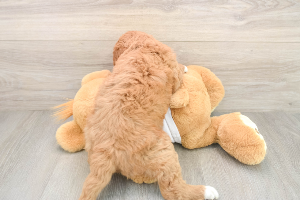Best Mini Goldendoodle Baby