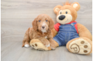 Petite Mini Goldendoodle Poodle Mix Pup