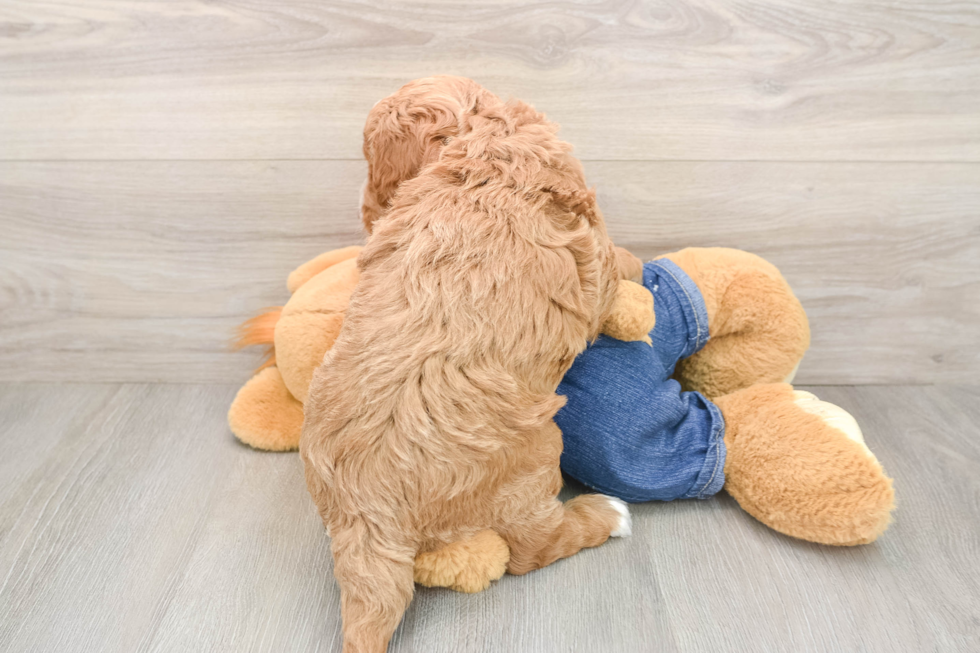 Mini Goldendoodle Pup Being Cute