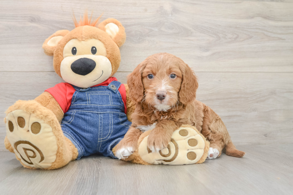 Petite Mini Goldendoodle Poodle Mix Pup