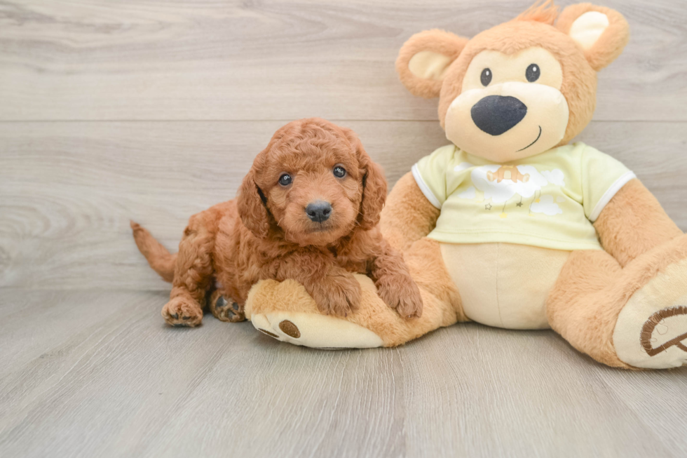Cute Mini Goldendoodle Baby