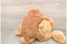 Mini Goldendoodle Puppy for Adoption