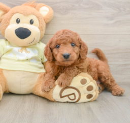 7 week old Mini Goldendoodle Puppy For Sale - Pilesgrove Pups
