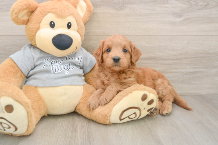 Popular Mini Goldendoodle Poodle Mix Pup