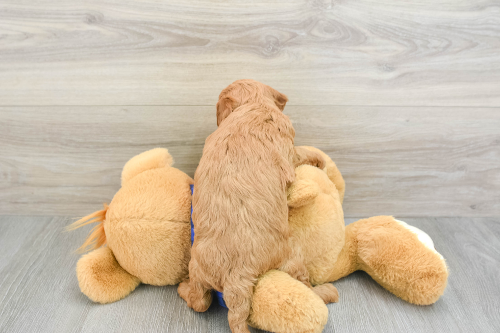 Popular Mini Goldendoodle Poodle Mix Pup