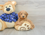 7 week old Mini Goldendoodle Puppy For Sale - Pilesgrove Pups