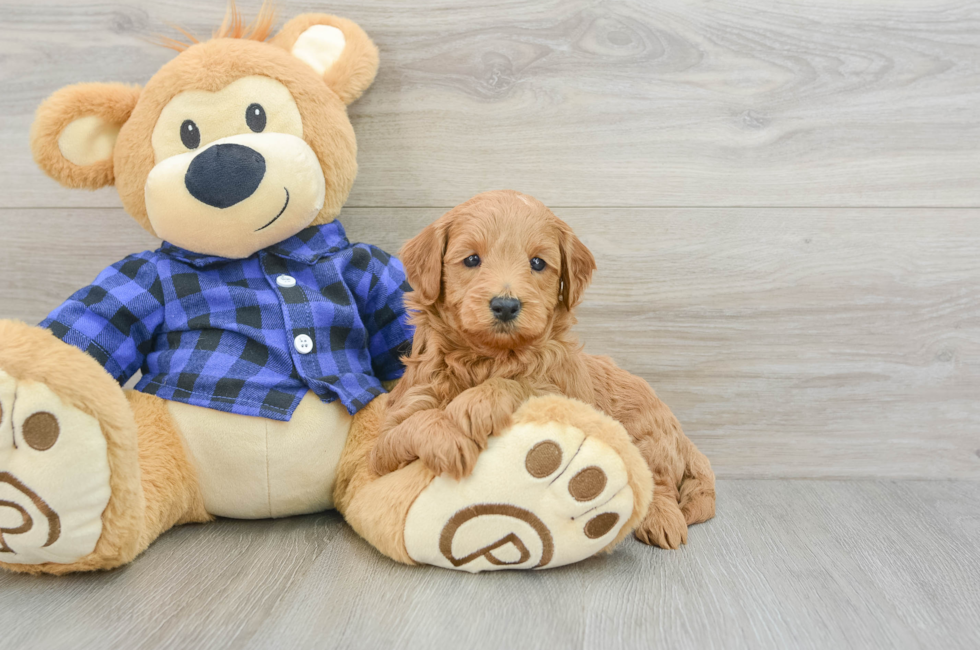 5 week old Mini Goldendoodle Puppy For Sale - Pilesgrove Pups