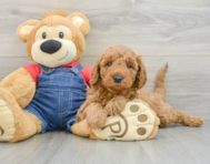 8 week old Mini Goldendoodle Puppy For Sale - Pilesgrove Pups
