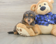 7 week old Mini Goldendoodle Puppy For Sale - Pilesgrove Pups