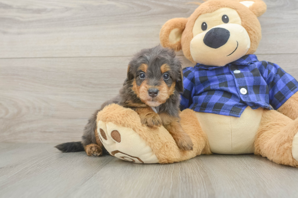 5 week old Mini Goldendoodle Puppy For Sale - Pilesgrove Pups