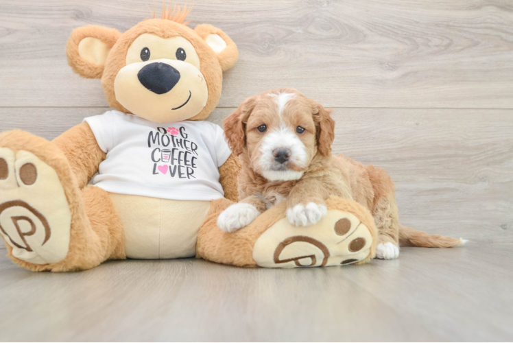 Little Mini Goldenpoo Poodle Mix Puppy