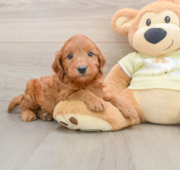 8 week old Mini Goldendoodle Puppy For Sale - Pilesgrove Pups