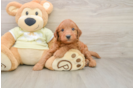 Mini Goldendoodle Puppy for Adoption