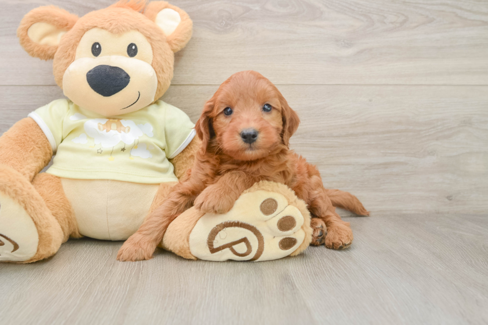 Mini Goldendoodle Puppy for Adoption