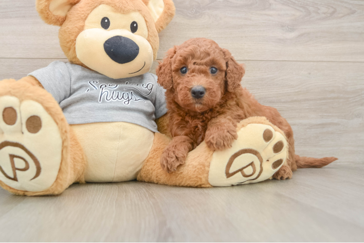 Adorable Golden Retriever Poodle Mix Poodle Mix Puppy